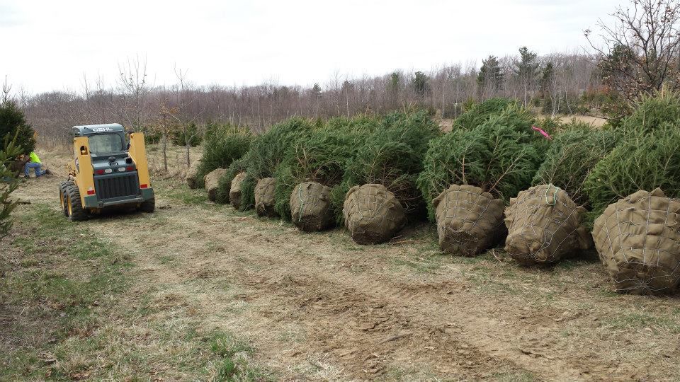 Red Oak Tree Farm